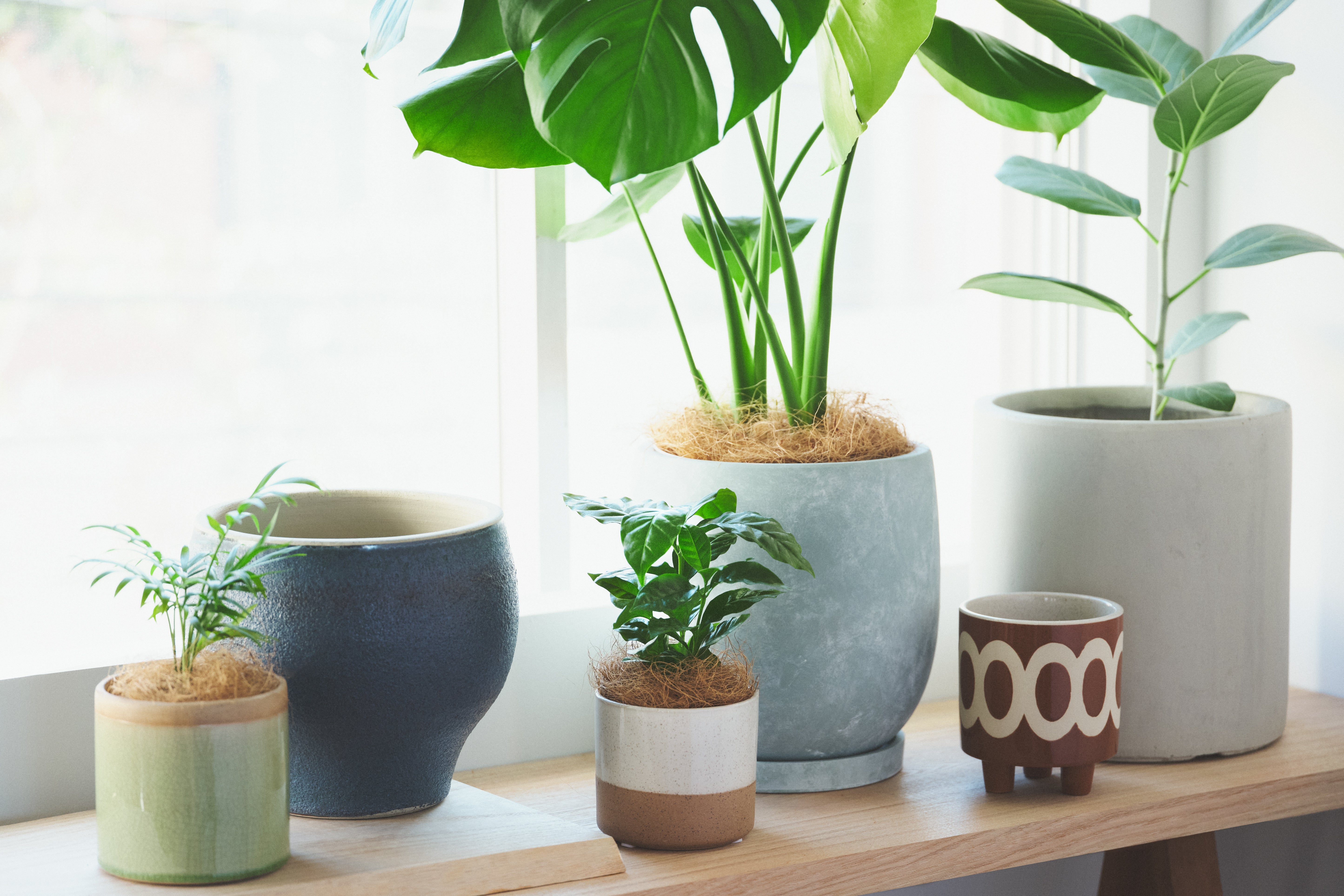 レンタルグリーン｜HitoHana（ひとはな） – HitoHana Collect