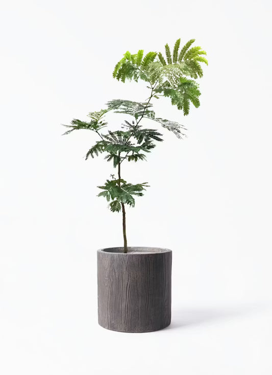 株式会社ガイアコミュニケーションズ　20,000円 お祝い植物 エバーフレッシュ