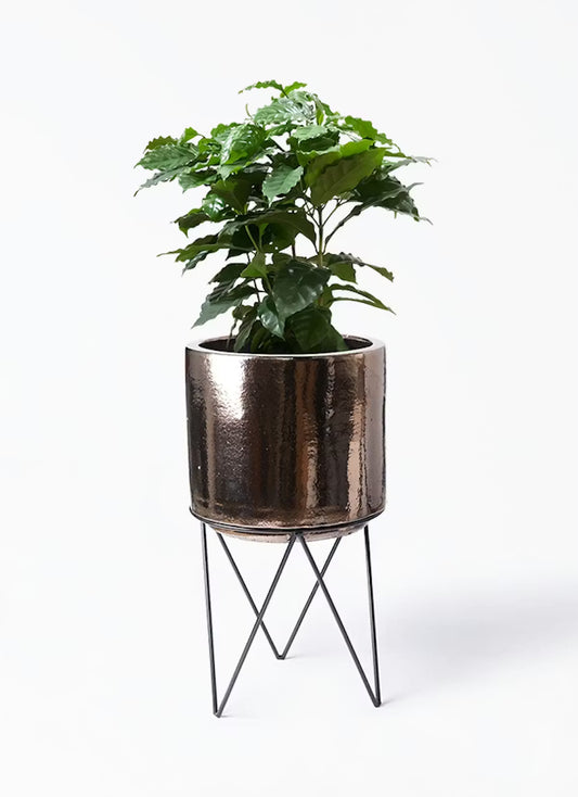 株式会社ガイアコミュニケーションズ　20,000円 お祝い植物　コーヒーの木