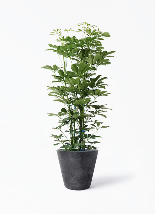 株式会社ガイアコミュニケーションズ　20,000円 お祝い植物 カポック