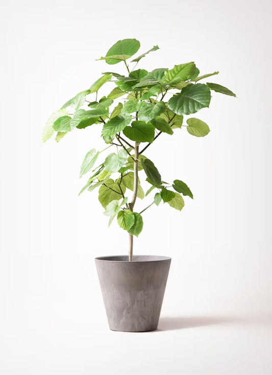 株式会社ガイアコミュニケーションズ　20,000円 お祝い植物　フィカスウンベラータ