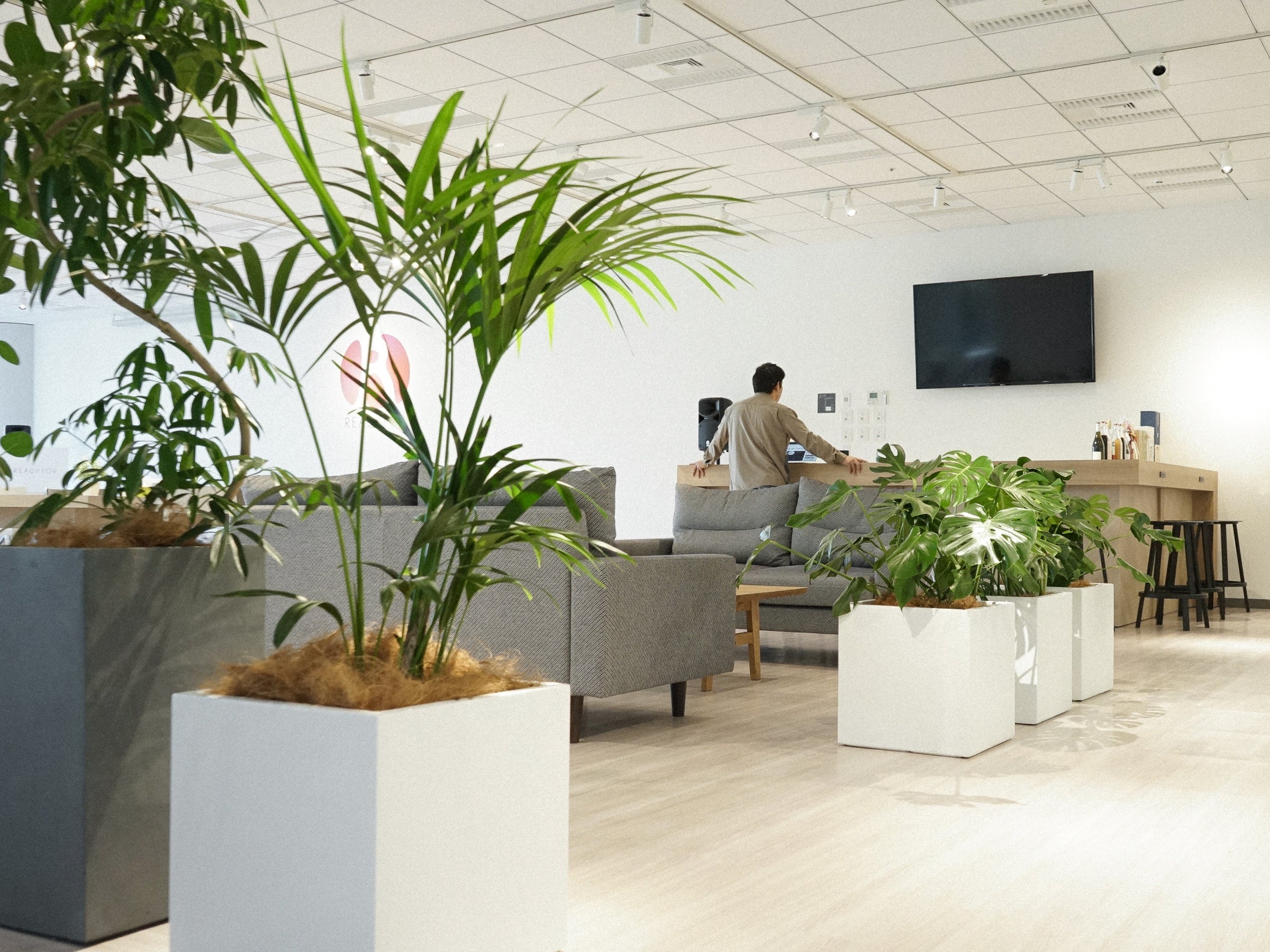 レンタルグリーン｜HitoHana（ひとはな） – HitoHana Collect