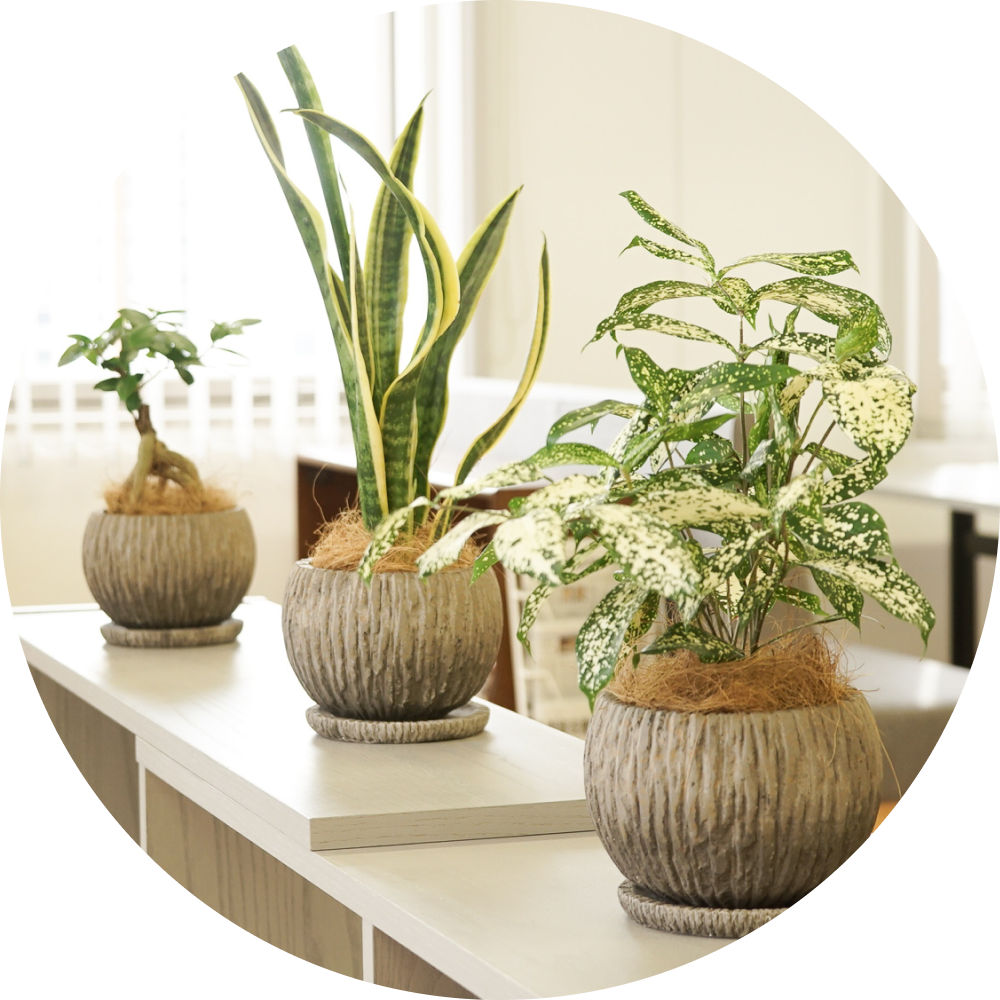 観葉植物の購入